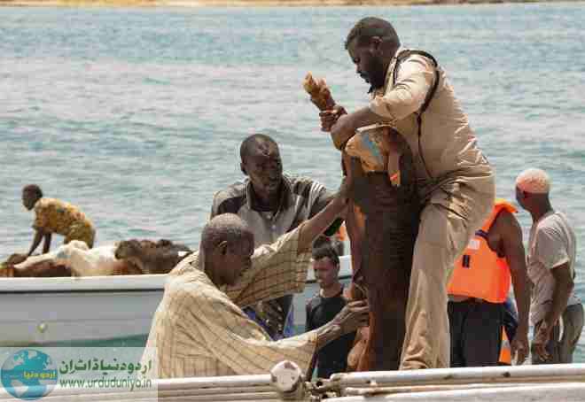 ship with sheep sank in the sudanese port
