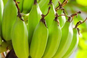 health benefits of consuming raw bananas