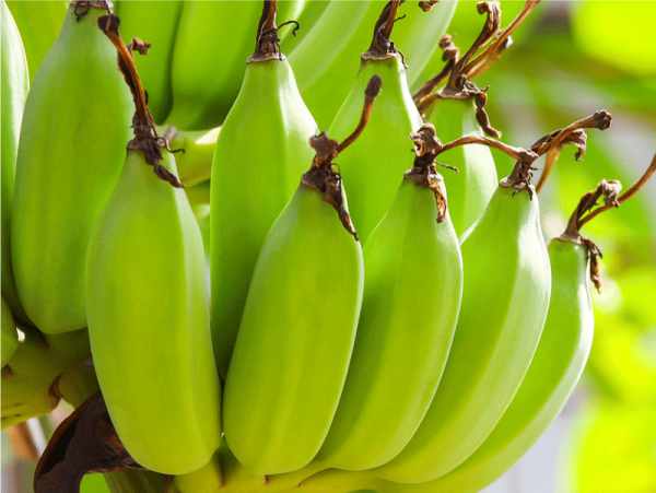 health benefits of consuming raw bananas