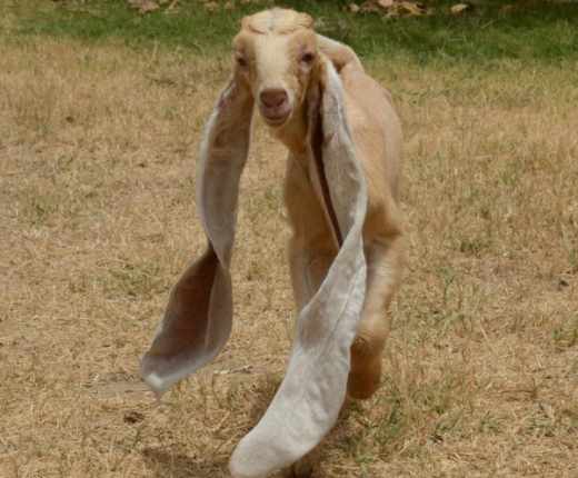 simba kid goat with extraordinarily long ears has become a media star in pakistan