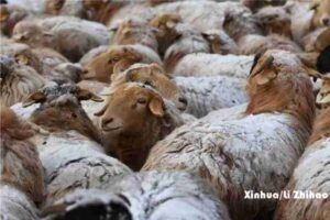 chinese scientists have successfully produced the short tailed fine wool sheep