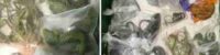 us smuggler caught with 60 snakes, lizards and reptiles in his pants