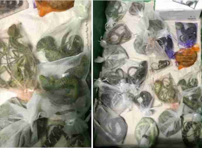 us smuggler caught with 60 snakes, lizards and reptiles in his pants