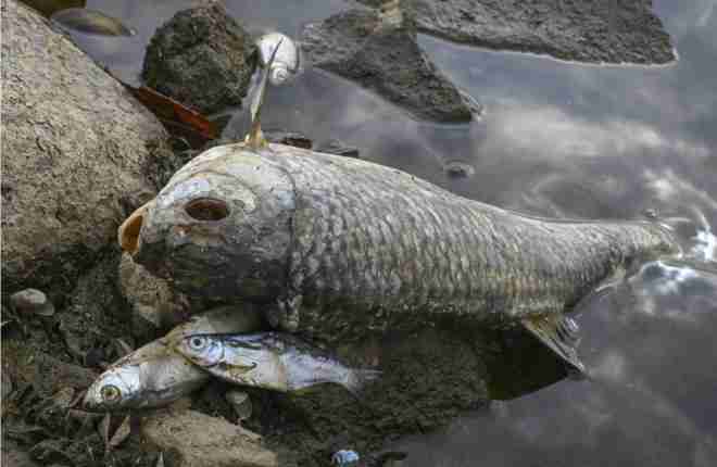 fish in oder river