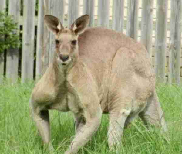 australia angry kangaroos