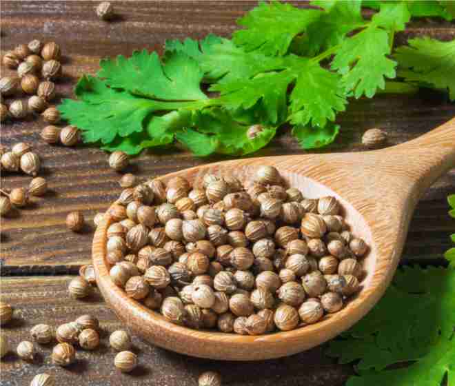 coriander seeds are useful for preventing heart diseases