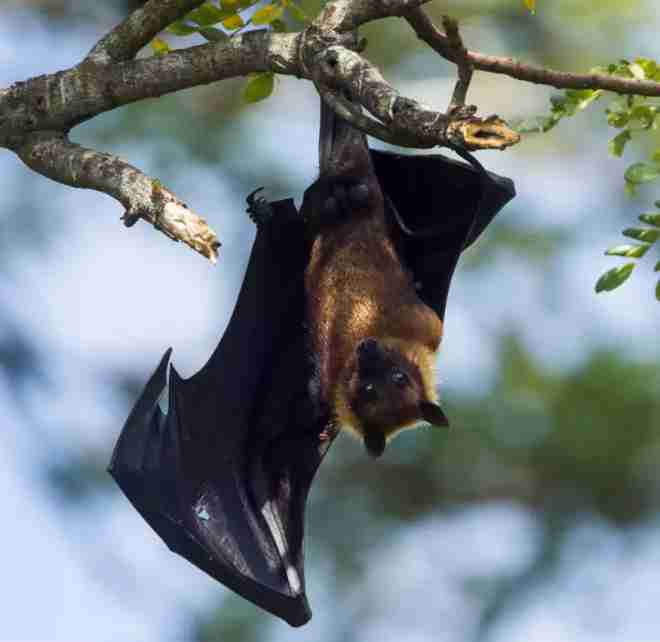 viruses in russian bats