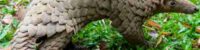 demand for pangolins in china