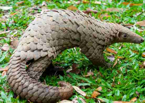 demand for pangolins in china