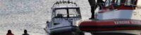five people in new zealand have died after boat capsizes after hitting whale