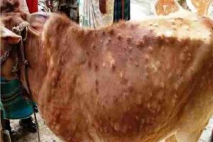lumpy skin disease to cattle