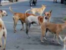 stray dogs