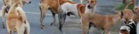 stray dogs