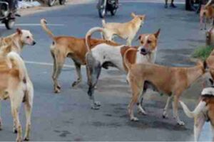 stray dogs