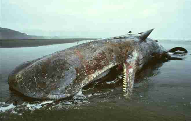 whales die
