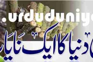 bagworm moth world of insects