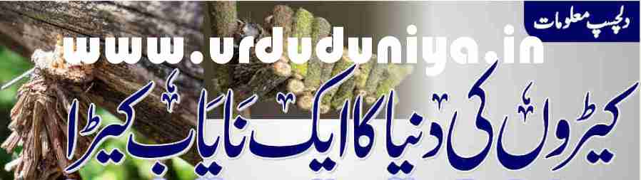 bagworm moth world of insects