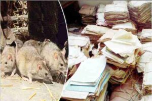 endowment properties worth crores of rupees are at risk, documents are being destroyed by rats