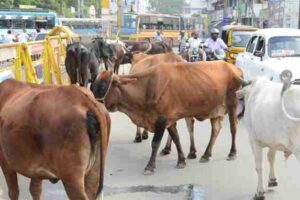 road accidents due to stray animals