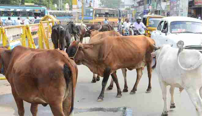 road accidents due to stray animals