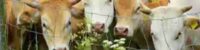 cow cattle a proposed tax on burping and peeing farm animals in new zealand