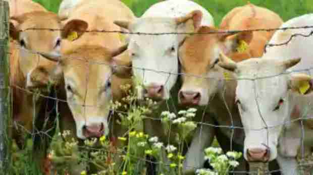 cow cattle a proposed tax on burping and peeing farm animals in new zealand