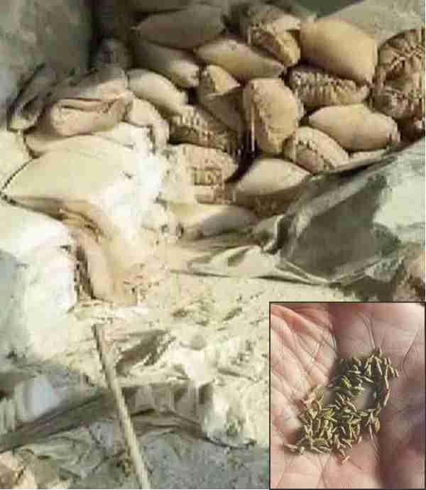 factory busted for making fake cumin seeds from grass jaggery and stone