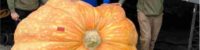 largest pumpkin in alaska