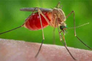 mosquitoes bite