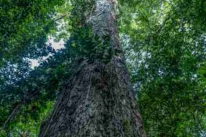 the tallest trees in the amazon rainforest