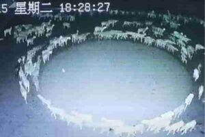 sheep walk in a circle for over 10 days in mongolia china