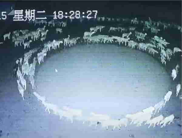 sheep walk in a circle for over 10 days in mongolia china