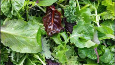 green leafy vegetables can prevent memory loss in old age