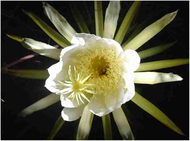 night blooming cereus flower that only blooms one night a year