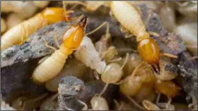 the return of ancient methods of pest control to the modern age