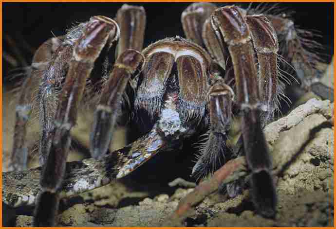 the scary spiders even eat snakes