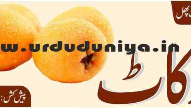 fruit loquat benefits