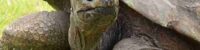 the worlds oldest living turtle jonathan has reached 190 years