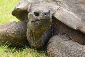 the worlds oldest living turtle jonathan has reached 190 years