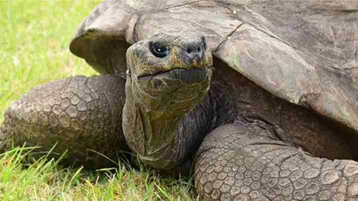 the worlds oldest living turtle jonathan has reached 190 years