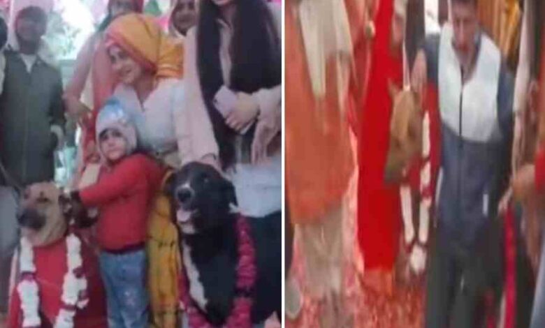 45 thousand spent on a unique wedding of pet dogs