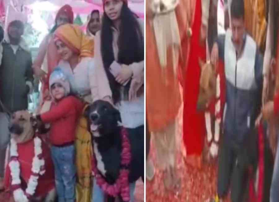 45 thousand spent on a unique wedding of pet dogs