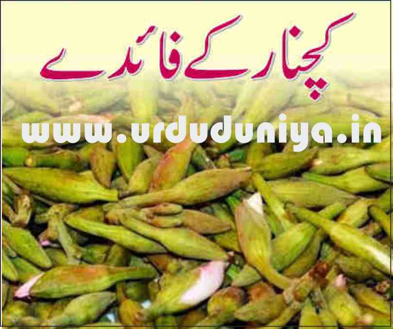 bauhinia variegata benefits