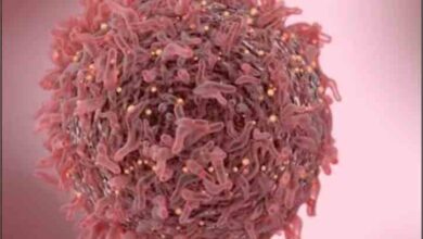 breast cancer enhancing protein discovered