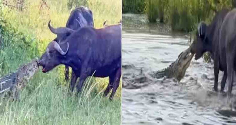 crocodile vs buffalo