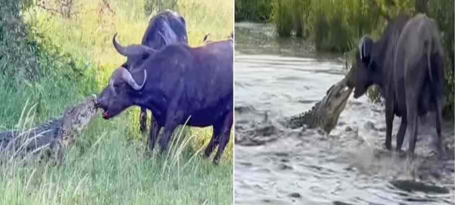 crocodile vs buffalo