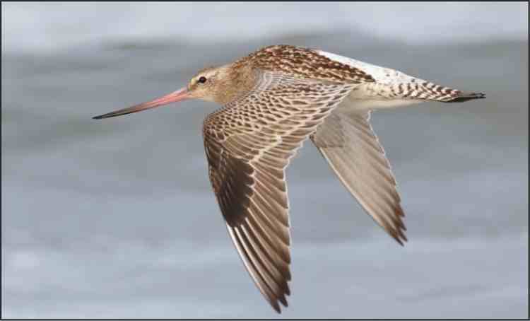 godwit bird flight record