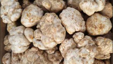 truffle saudi arab
