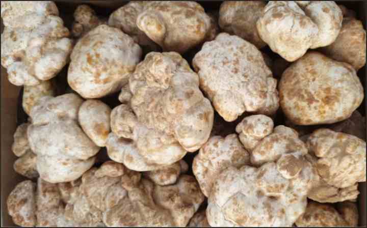 truffle saudi arab