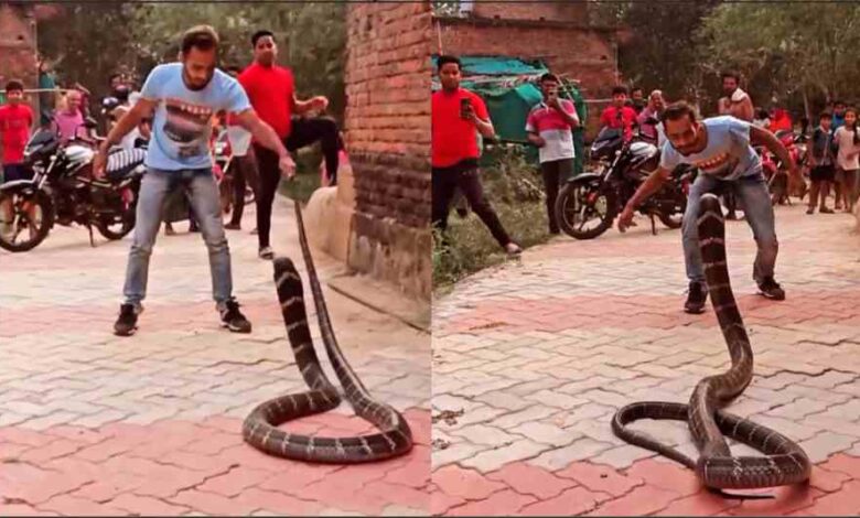 a man was controlling a dangerous king cobra by his tail